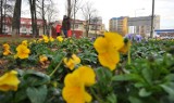 Wiosenne trawniki w Skierniewicach - kwitną bratki