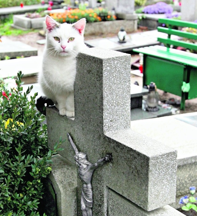 Dziko żyjące koty upodobały sobie cmentarz Łostowicki
