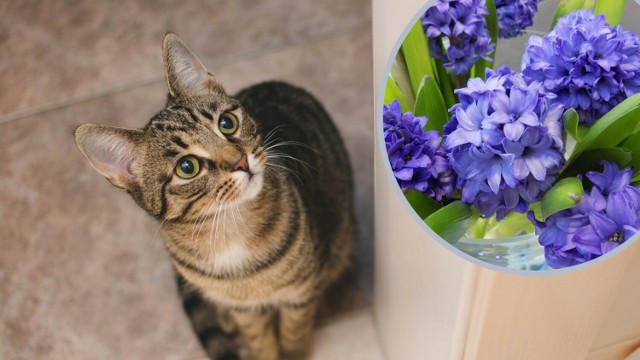 Niestety w domu mamy sporo roślin, które są niebezpieczne dla kotów (i psów). Należą do nich m.in. wiosenne dekoracyjne hiacynty i narcyzy, ale również wiele całorocznych kwiatów doniczkowych.