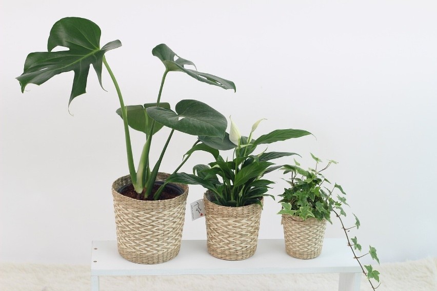 Zobacz w galerii rośliny domowe, które najlepiej oczyszczają...