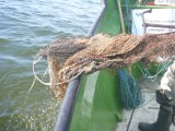 Morskie kosze na śmieci filtrują wodę i wyławiają odpady. W Polsce jest już dziesięć takich koszy. Czy to uratuje nas przed falą plastiku?