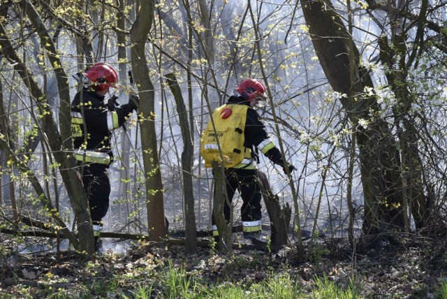 W poniedziałek (15 kwietnia) po południu zapaliła się trawa na działce sąsiadującej ze Żłobkiem Miejskim Iskierka. Pożar gasili skierniewiccy strażacy.