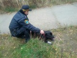 Strażnicy miejscy z Olsztyna uratowali psa