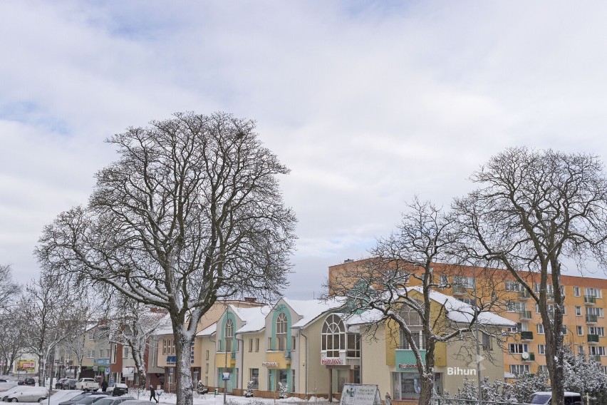Śnieg okrył drzewa na złotowskich ulicach. Bezlistne gałęzie otuliła biała warstwa puchu, dodająca im uroku