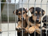 Schronisko dla zwierząt w Bełchatowie wstrzymuje adopcje czworonogów, bo "PSYjaciel nie zabawka" FOTO, VIDEO