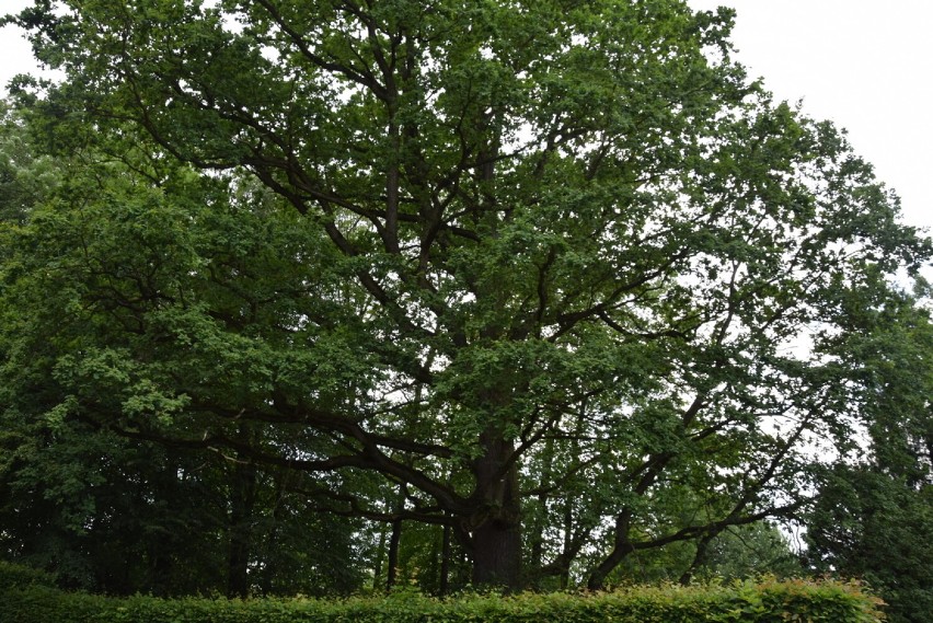 Najstarsze drzewo w lusławickim parku