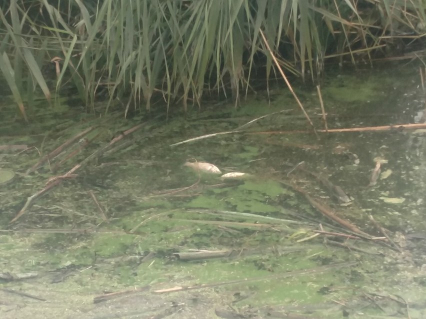Zielona woda w Jeziorze Goczałkowickim - ZDJĘCIA. Unosi się fetor, są także śnięte ryby. Co tam się stało?