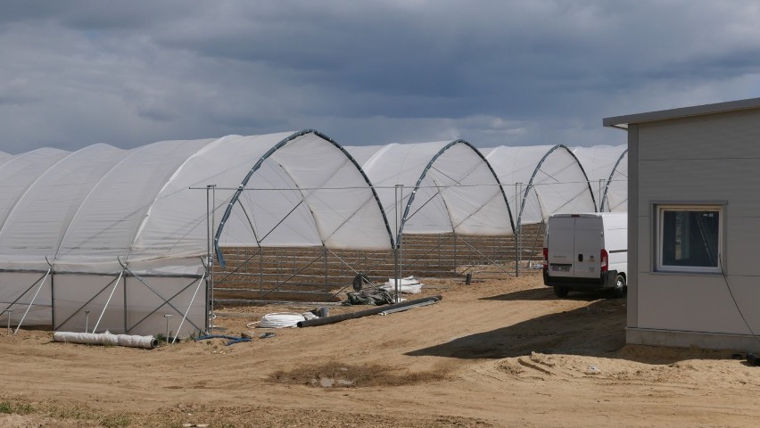 Pod Poddębicami powstaje stuhektarowa uprawa truskawek, malin i borówek. Potrzeba będzie kilkuset pracowników. 
