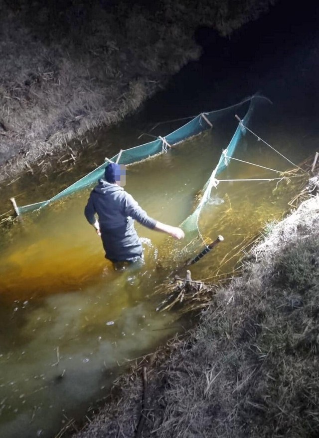 Zatrzymano dwóch mężczyzn w wieku 42 i 61 lat, którzy w m. Karczówek  gminie Topólka, na rzece Niwka dokonywali nielegalnego połowu ryb za pomocą żaka dwuskrzydłowego