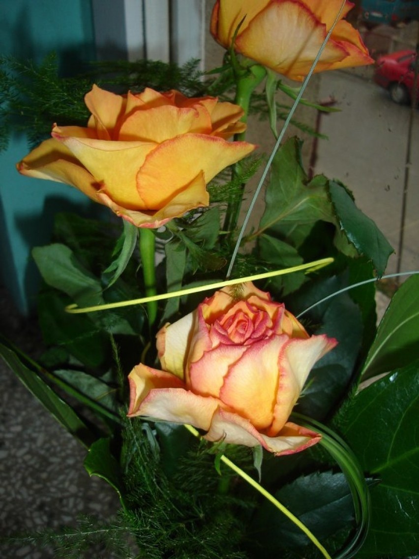Piękne róże w ogrodach: białe, żółte, kolorowe- fotogaleria