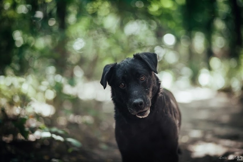 Bambo

Zobacz psy, które czekają na adopcje w sosnowieckim...