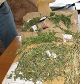 Bielsko-Biała: Policjanci odkryli plantacje marihuany w Wapienicy.