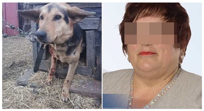 Gmina Marcinowice. Sołtyska ciągnęła psa za samochodem. Usłyszała zarzuty i ma policyjny dozór. AKTUALIZACJA