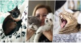 Światowy Dzień Kota. Zobacz galerię zdjęć kocich gwiazd z Sycowa i okolic