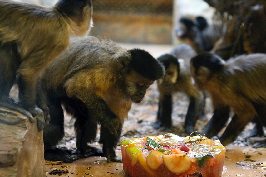 A może tort mrożony? Małpy z łódzkiego zoo wyglądają na...