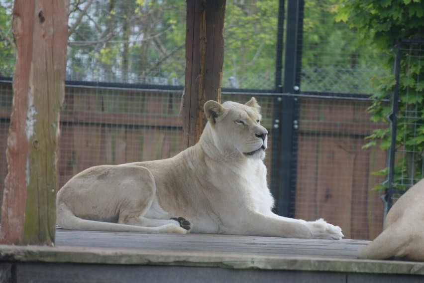 Zoo Safari Borysew koło Poddębic zaprasza. Na widzów czeka tu niejedna atrakcja, w sobotę dodatkowa - focze urodziny ZDJĘCIA