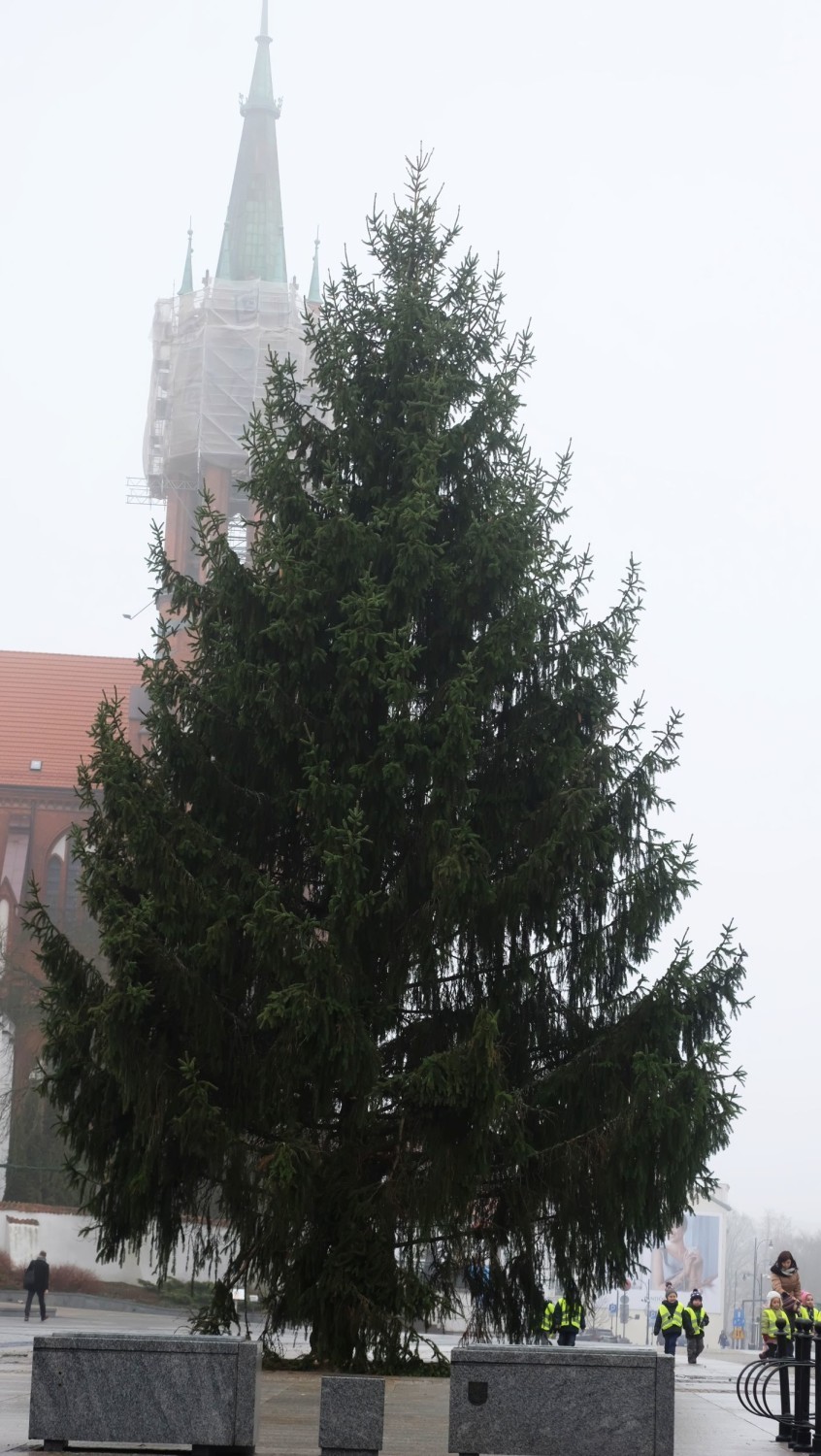 Pierwsza choinka miejska już stoi