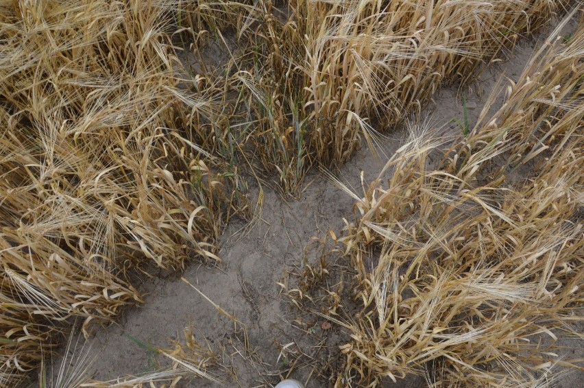 Powiat bełchatowski: Półtora tysiąca rolników zgłosiło straty suszowe