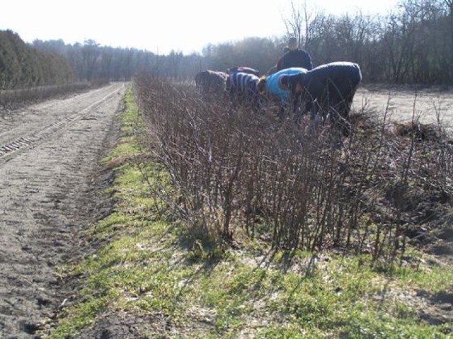 Olsztyńscy leśnicy posadzą drzewa