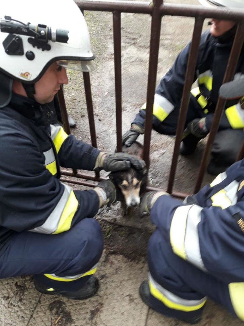 Strażacy z Wolborza uratowali psa zakleszczonego w...