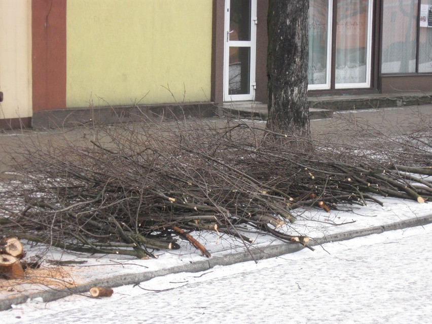 W Kutnie trwa przycinanie drzew, roboty potrwają do lutego