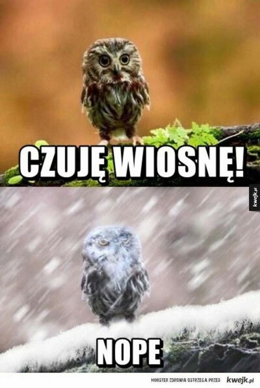 Zobacz te MEMY o zmiennej polskiej pogodzie! Wiosna w lutym, zima w kwietniu? 