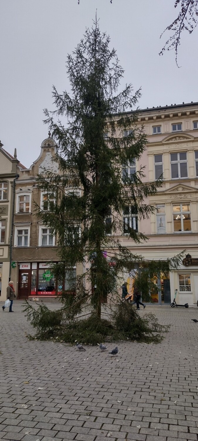 Wymieniono choinkę na zielonogórskim deptaku. Czy zmiana...