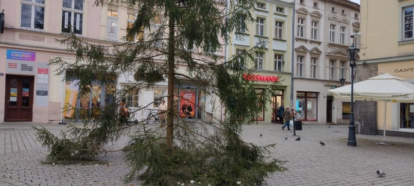 Wymieniono choinkę na zielonogórskim deptaku. Czy zmiana...