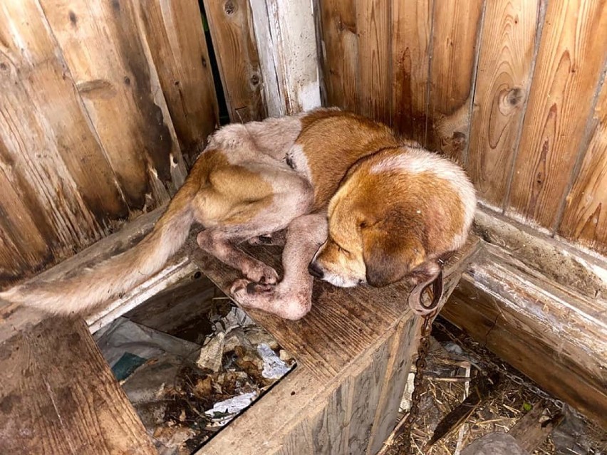 Zagłodzony pies umierał w wychodku. Uratowała go Ekostraż z Wrocławia [ZDJĘCIA]
