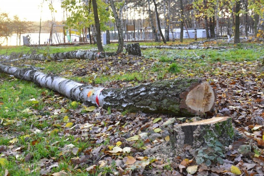 NOWY DĘBIEC. Wycinka drzew nad jeziorem w granicach obszaru Natura 2000 prowadzona na zlecenie władz gminy Kościan [ZDJĘCIA] 