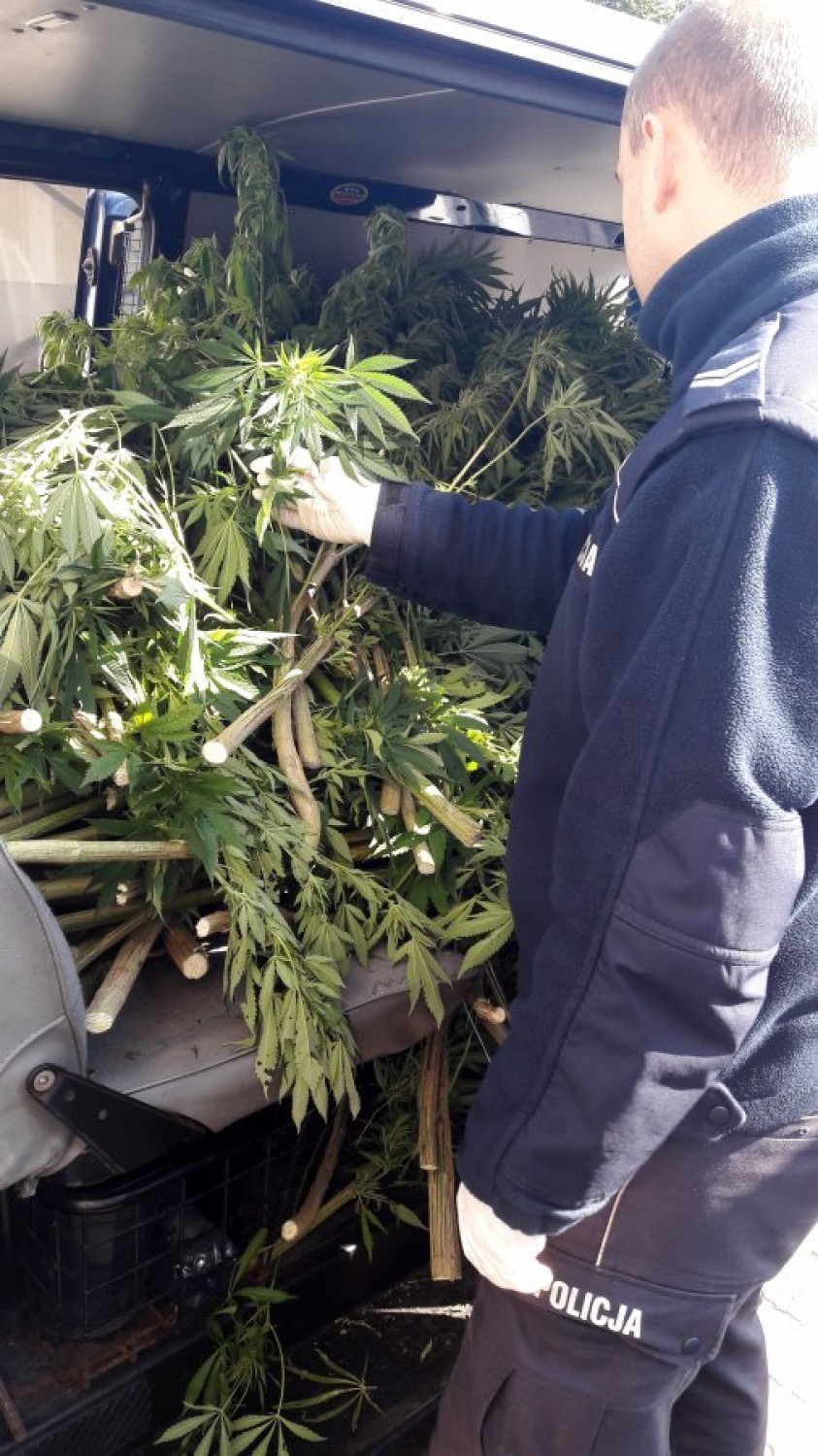 Rawscy policjanci zlikwidowali plantację marihuany – tym...