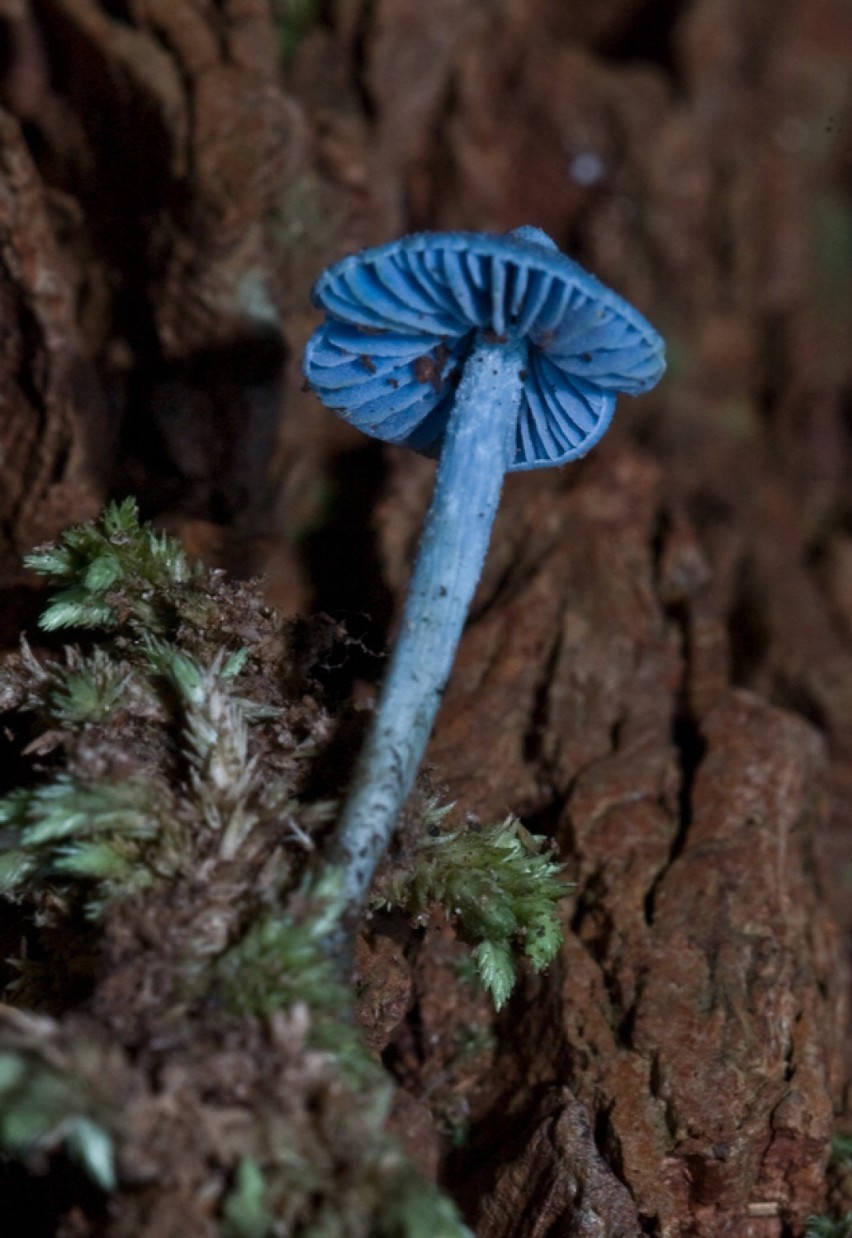 Entoloma hochstetteri - grzyb  z rodziny dzwonkówkowatych...