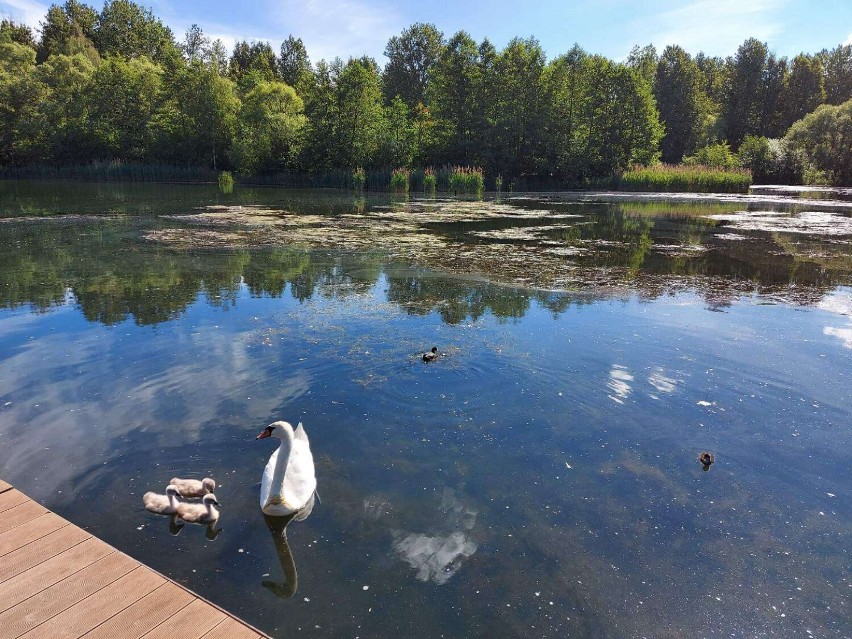 Częstochowa. W sobotę, 18 czerwca, otwarcie sezonu kąpielowego na Lisińcu i pływalni przy Dekabrystów