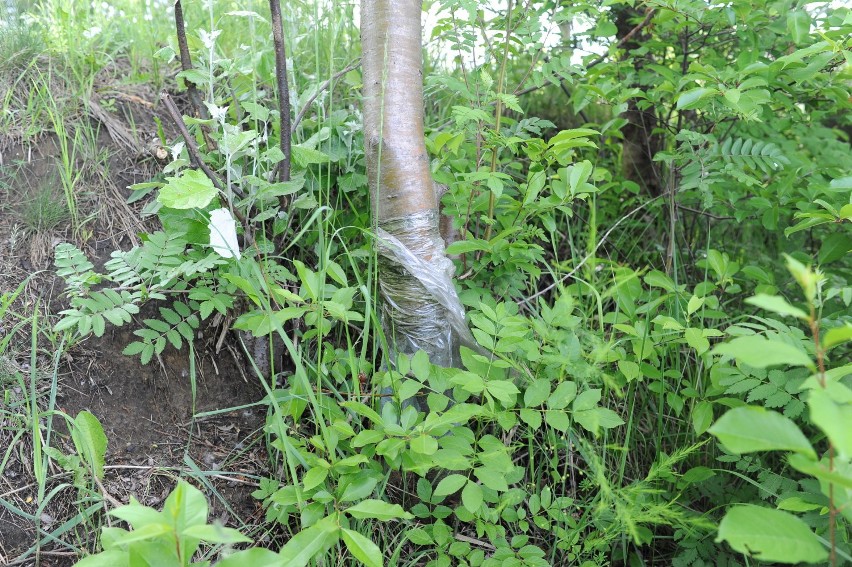 Bobry niszczą drzewa nad zbiornikiem zaborowskim