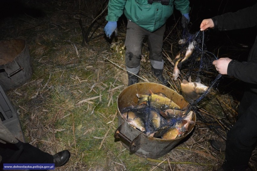 Kłusownicy w Chojnowie wpadli z łupem (FOTO)