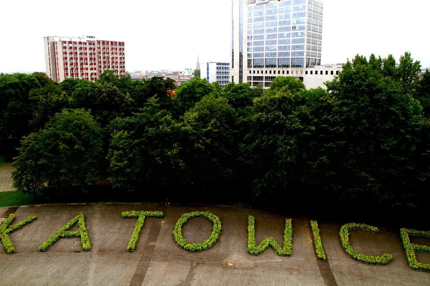 Napis Katowice ułożony z 4 tys. słoneczników