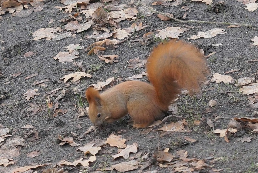 Inowrocław. Na świąteczny spacer do inowrocławskich solanek zapraszają wiewiórki, sikorki i inne sympatyczne zwierzaki. Zdjęcia