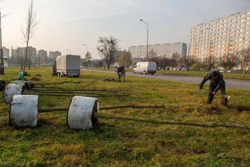 Jesienne nasadzenia w Łodzi. Sprawdź, które ulice zazielenią...