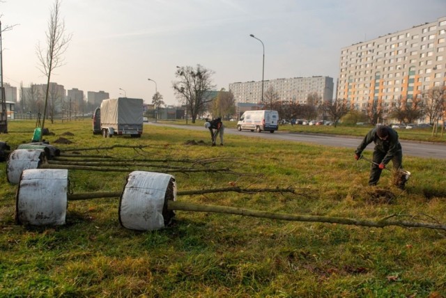 Jesienne nasadzenia w Łodzi. Sprawdź, które ulice zazielenią się w przyszłym roku. Jakich drzew będzie najwięcej?