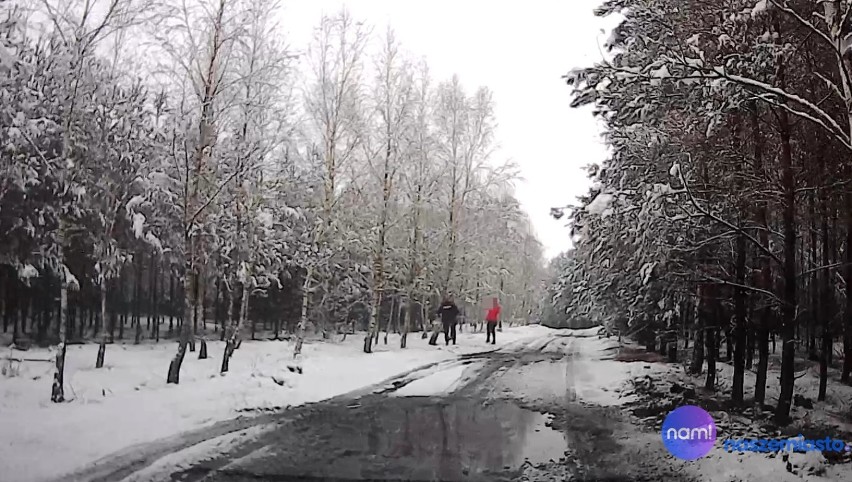 Zabójstwo w lesie pod Włocławkiem. To tutaj znaleziono ciało...