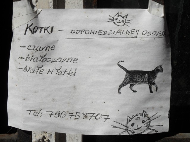 Koty na Bema w Raciborzu. Kocie slumsy przy szpitalu