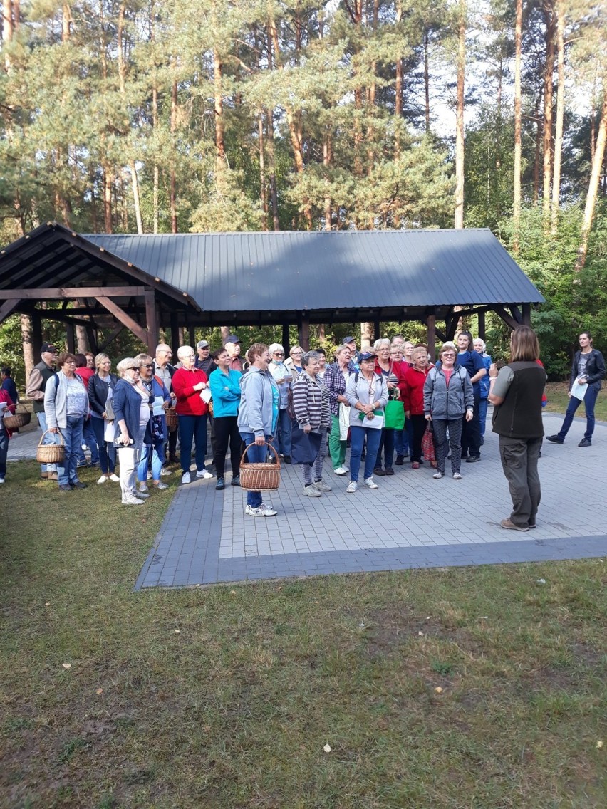 Miedzichowo: Grzybobranie w Bolewicku zorganizowane przez Uniwersytet Trzeciego Wieku