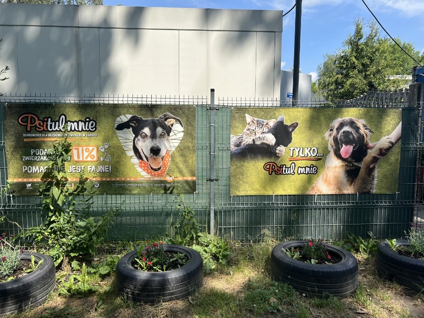 Te piękne psy i koty czekają na Was. Zobacz ZDJĘCIA