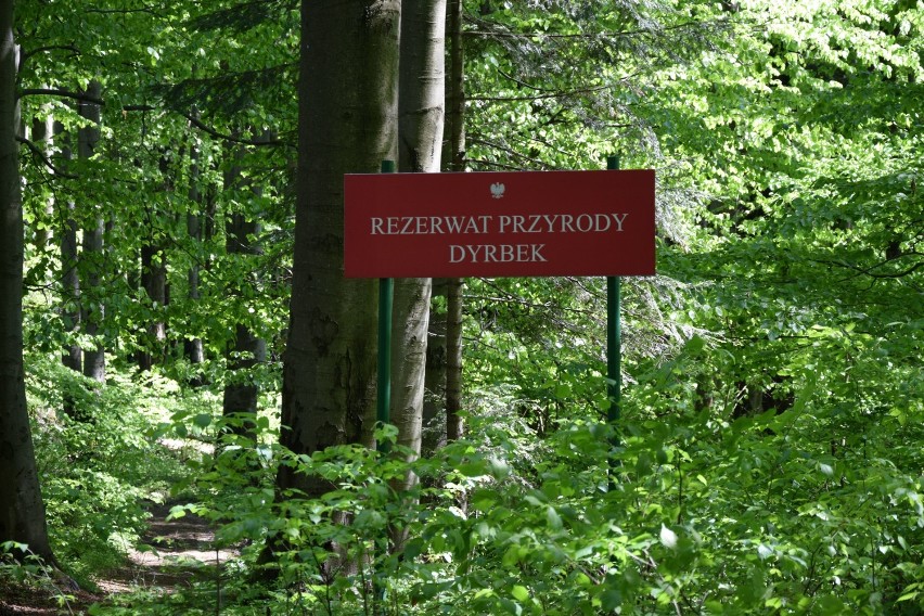 Nie macie planów na weekend? Warto zwiedzić rezerwat przyrody "Dyrbek" w Bezmiechowej [ZDJĘCIA]