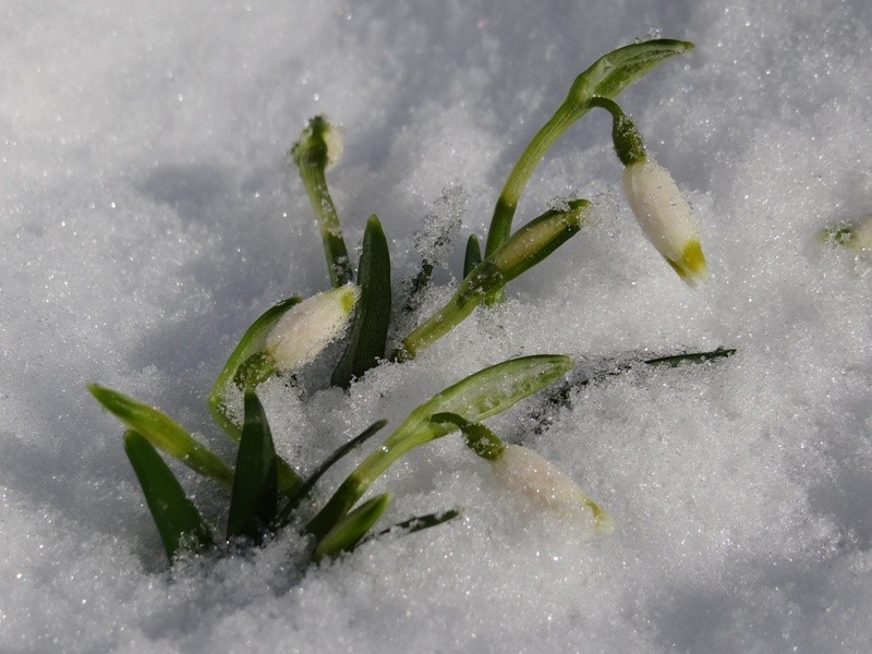 Śnieżycowy Jar 2013: Jak śnieżyce radzą sobie ze śniegiem? [ZDJĘCIA]