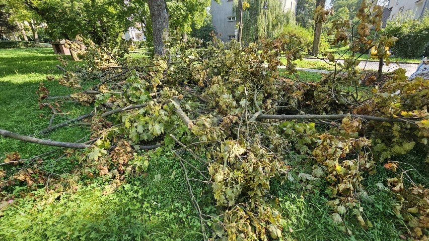 Złamane drzewo spadło na chodnik w Kielcach, kilka sekund wcześniej szli tędy ludzie. Mieszkańcy są zbulwersowani