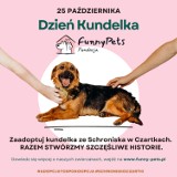Dzień Kundelka 2023. To doskonała okazja do adopcji psa ze Schroniska Funny Pets w Czartkach. Poznaj wyjątkowe psiaki ZDJĘCIA
