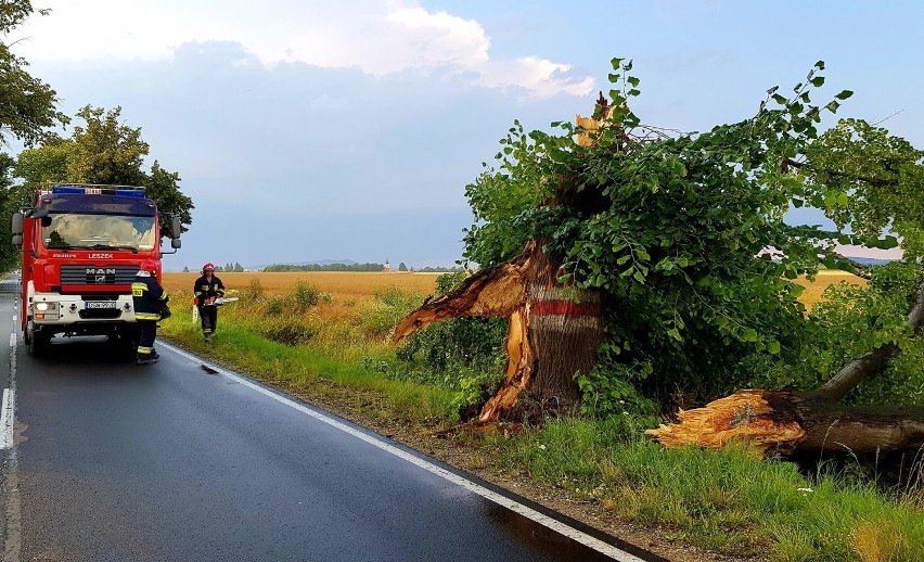 Nawałnica powaliła kilkaset drzew. 250 przy drogach powiatowych (ZDJĘCIA)