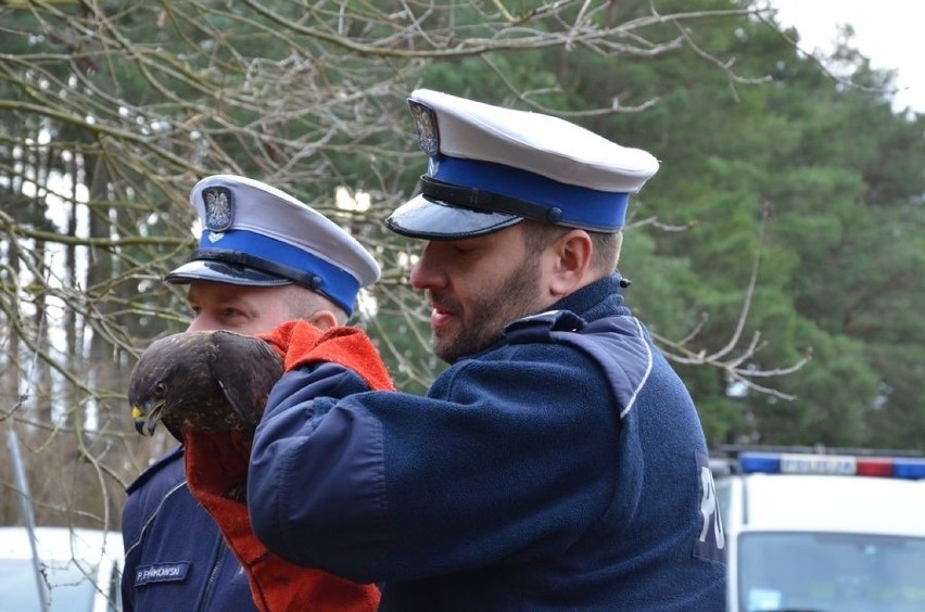 Myszołów uratowany przez gdańskich policjantów na Trasie Sucharskiego, wrócił na łono natury [zdjęcia, wideo]