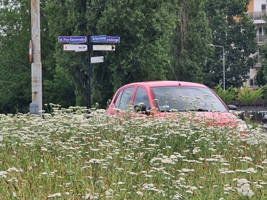 Zarośnięte wysoką trawą rondo Pokoju Toruńskiego